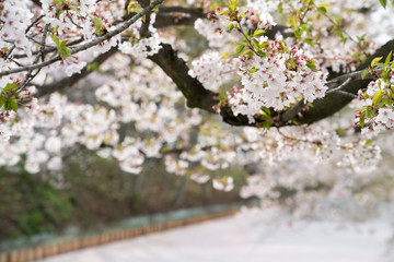 弘前公園の桜（2017年）