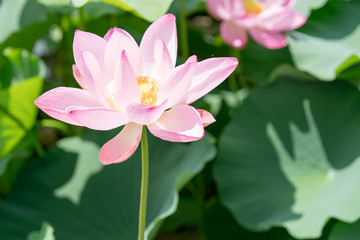 北限の蓮花（2017年）