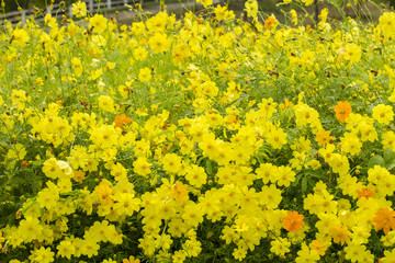 Cosmos flowers in the garden