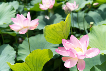 北限の蓮花（2017年）