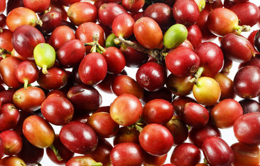 Coffee Cherries or Coffee Berries