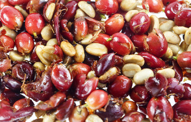 Coffee Cherries or Coffee Berries
