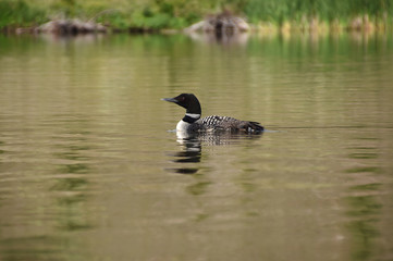 Male Common Loon Taking an early morning swim