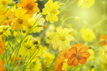 Cosmos flowers in the garden