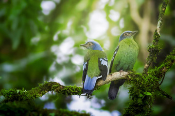Bird in nature,Flapper Green Cochoa (Viridis)