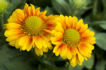Barberton daisy : Gerbera jamesonii (Compositae)