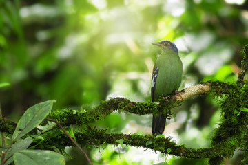 Bird in nature,Flapper Green Cochoa (Viridis)