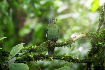 Bird in nature,Flapper Green Cochoa (Viridis)
