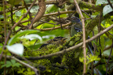 Bird in nature,Flapper Green Cochoa (Viridis)