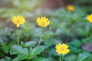 Yellow flowers with green background For making cards.
