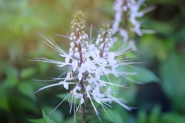 Herbs for healing.Java tea.Kidney tea plant.