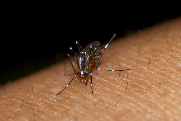 Blood sucking mosquito (Aedes aegypti), carrier of the dengue fever