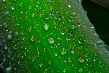 Leaves with drops water after raining.