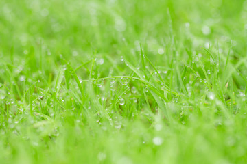 Drops of dew on the grass