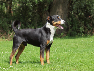 Appenzeller Sennenhund