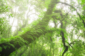 Fototapeta premium Green jungle or Tree rain forest of ang ka trail in doi inthanon national park, Chiang Mai, Thailand
