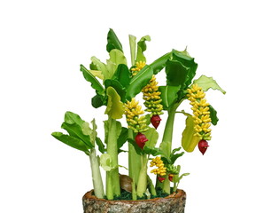 Obraz premium The banana is with the trunk, is a handmade artifact, on a white background.