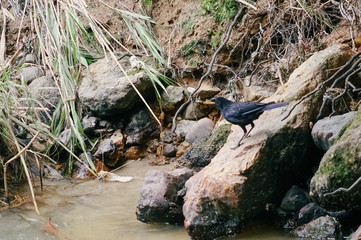 rocks in water