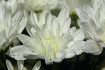 closeup white flowers