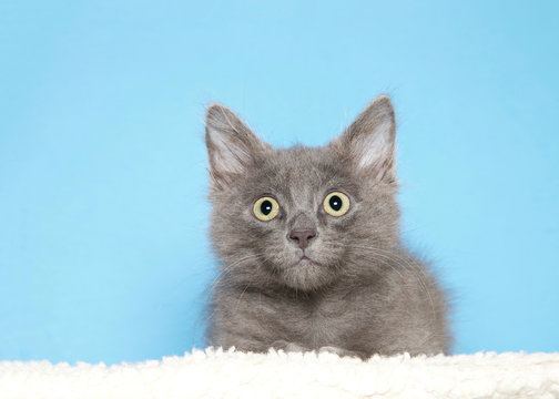 Portrait of an adorable grey kitten laying on sheepskin blanket looking directly at viewer with wide eyes, blue background with copy space.