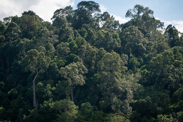 Tropical rain forest