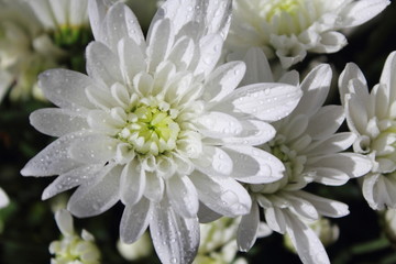 closeup white flowers