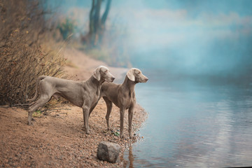Два собаки породы веймаранер стоят у воды