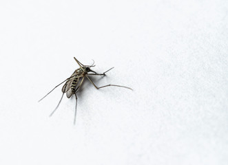 Dead Mosquito