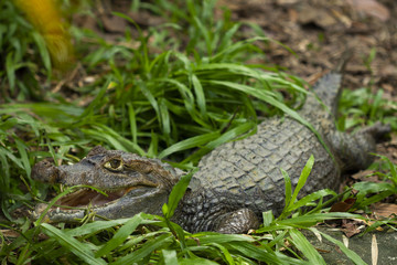 Crocodile lying on the floor