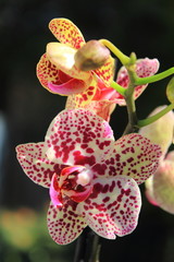 closeup Phalaenopsis orchid