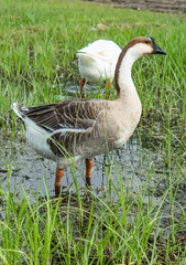 Goose on the grass in the water.