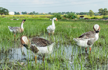 Goose on the grass in the water.