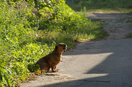 the dog a dachshund is heated on the sun