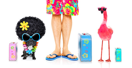 dog and owner on summer vacation