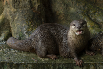 Cute animal world,Small-clawed Otter (Amblonyx cinereus), Aonyx cinerea or Asian small-clawed otter