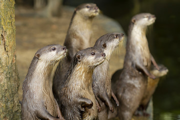 Cute animal world,Small-clawed Otter (Amblonyx cinereus), Aonyx cinerea or Asian small-clawed otter