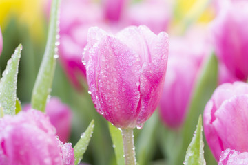 Fototapeta premium Fresh colorful tulips in warm sunlight