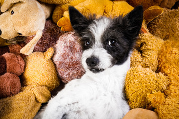 cozy  dog in bed with teddy bears