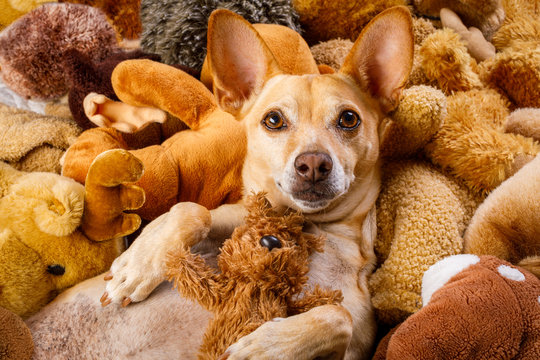 cozy  dog in bed with teddy bears