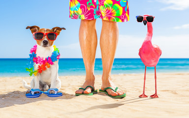 dog and owner on summer vacation