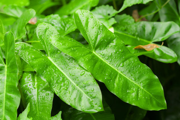 Dew on leaves in nature