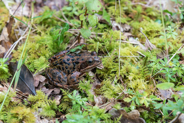 European common frog on damp, mossy ground in south western Ireland.