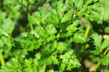 closeup Parsley plant