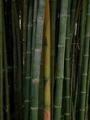 green bamboo nature background