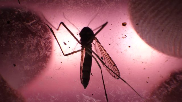 Insect analysis in a lab close up