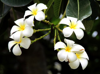 Fototapeta premium white flower of thailand