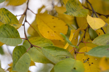Red and Orange Autumn Leaves