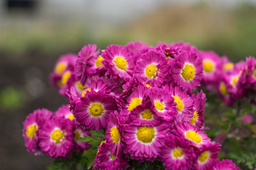 Violet aster wildflowers