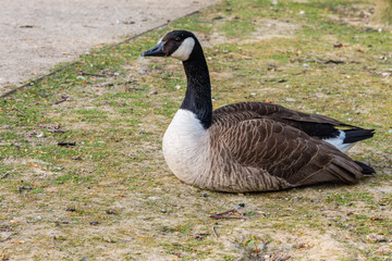Canadian goose