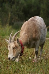 A pet goat walks on the street eating grass